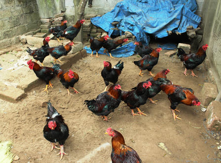 Làng nuôi gà Móng “nhộn nhịp” phục vụ tết Nguyên đán